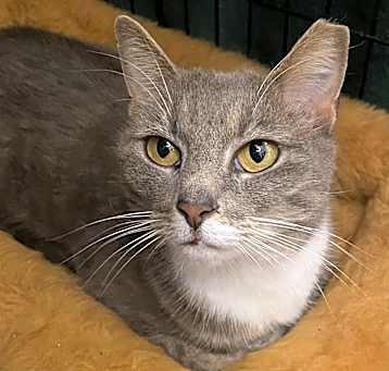 Photo of Smokey