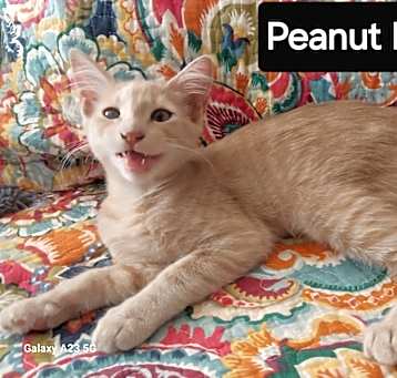 Photo of Peanut