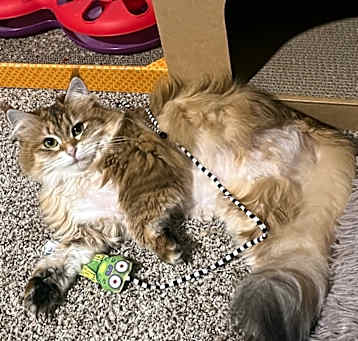 Photo of Amber