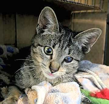 Photo of Biscotti