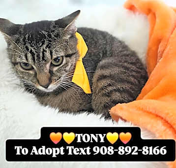 Photo of TONY