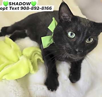 Photo of SHADOW