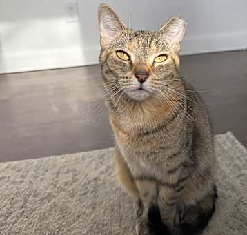 Photo of Nila