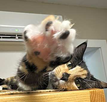 Photo of Buffy