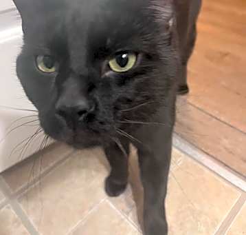 Photo of Rocky