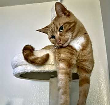 Photo of Clementine