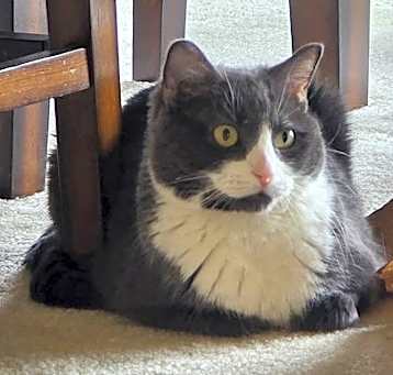 Photo of Misty aka Grey Mist