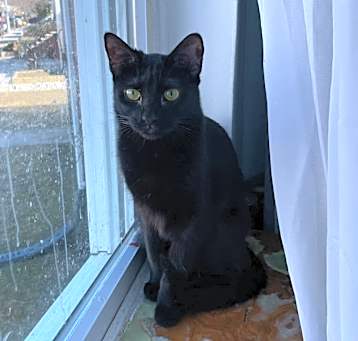 Photo of Pearl