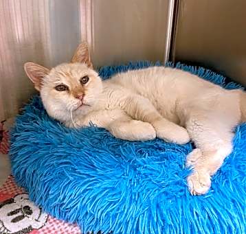 Photo of 2503-0331 Muppet (Off Site Foster)