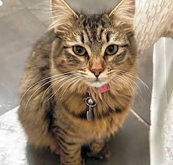 Photo of Misty