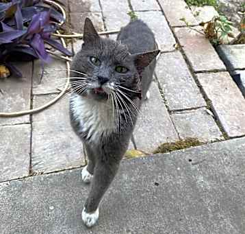 Photo of Dusty