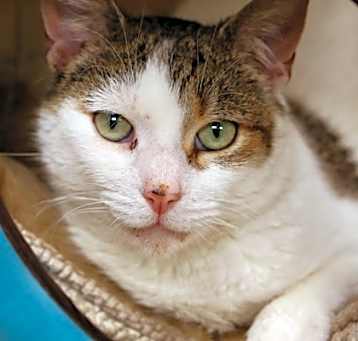 Photo of Nube - Available in Foster