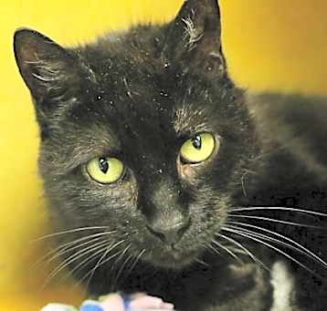 Photo of Pepsi - Available in Foster
