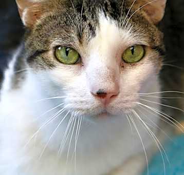 Photo of Oliver - Available in Foster