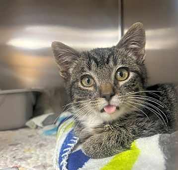 Photo of Gravy