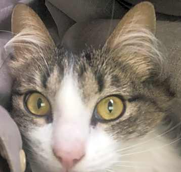 Photo of Sneak