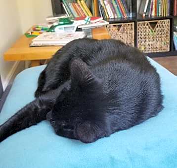 Photo of Romeo