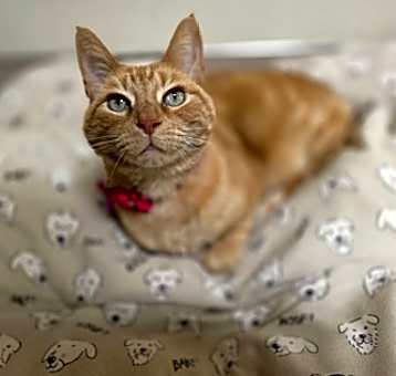 Photo of Rose