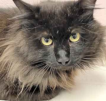Photo of Cherokee