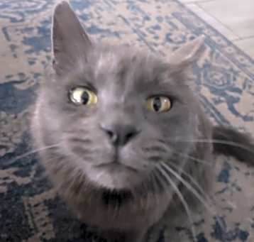 Photo of Olive