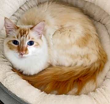 Photo of Little Egg