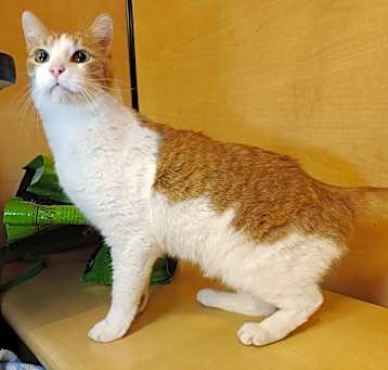 Photo of Purrkinson