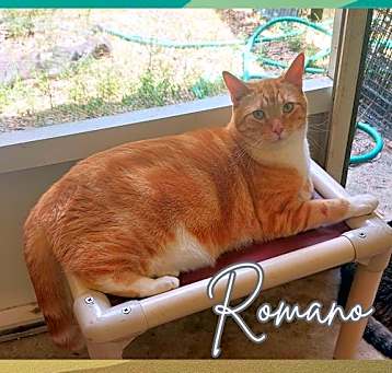 Photo of Romano