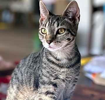 Photo of Iris