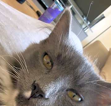 Photo of Socks