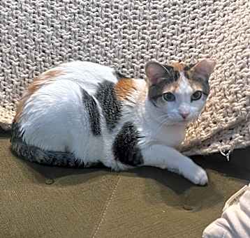 Photo of Kalani
