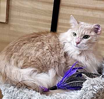 Photo of Goldie 3