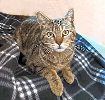 Photo of Mouse