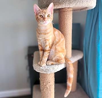 Photo of Ancho