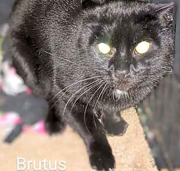 Photo of Brutus