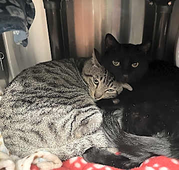 Photo of Toffle & Mymble (Bonded)