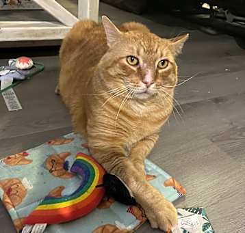 Photo of Mufasa