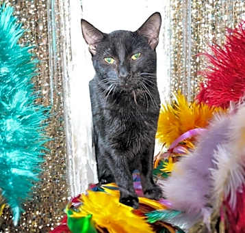 Photo of Onyx