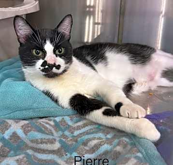 Photo of Pierre