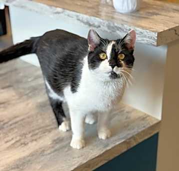 Photo of Archie