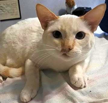 Photo of Rambo