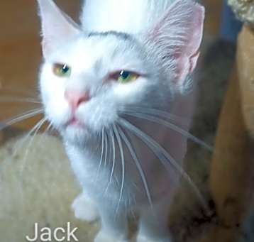 Photo of Jack