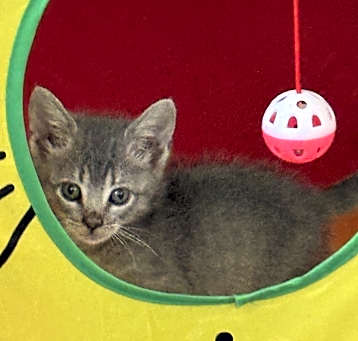 Photo of Bigsby