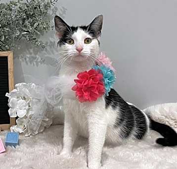 Photo of Meadow
