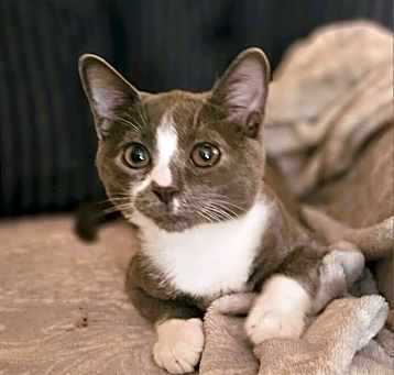 Photo of Dante (BONDED PAIR)
