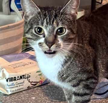Photo of Stella