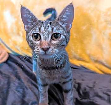 Photo of Wildcat