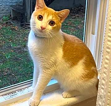 Photo of Copper