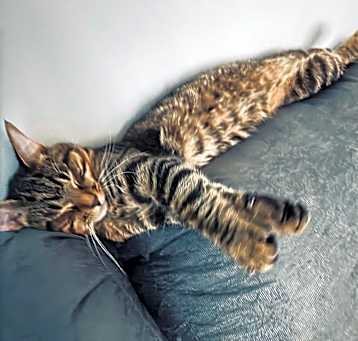 Photo of Sunny
