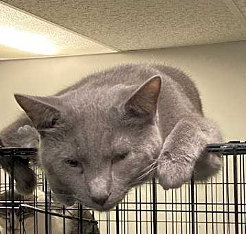 Photo of Bradley bonded with Smudge