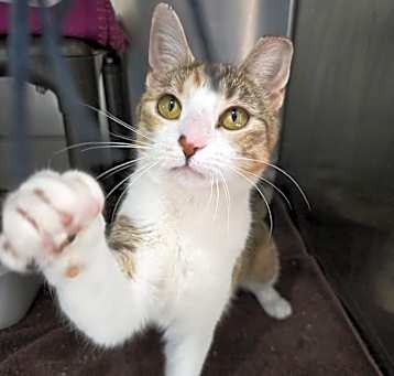 Photo of JINX